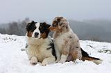 BERGER AUSTRALIEN - ADULT & PUPPY 067